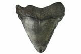 Juvenile Megalodon Tooth - Georgia #115723-1